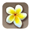 Plumeria